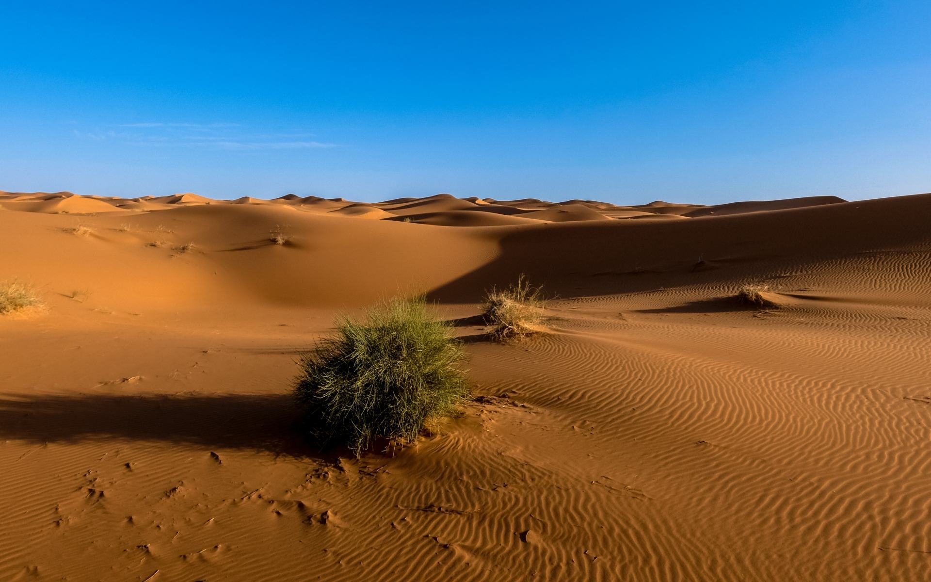 荒漠生态系统——荒漠生态系统的结构与功能