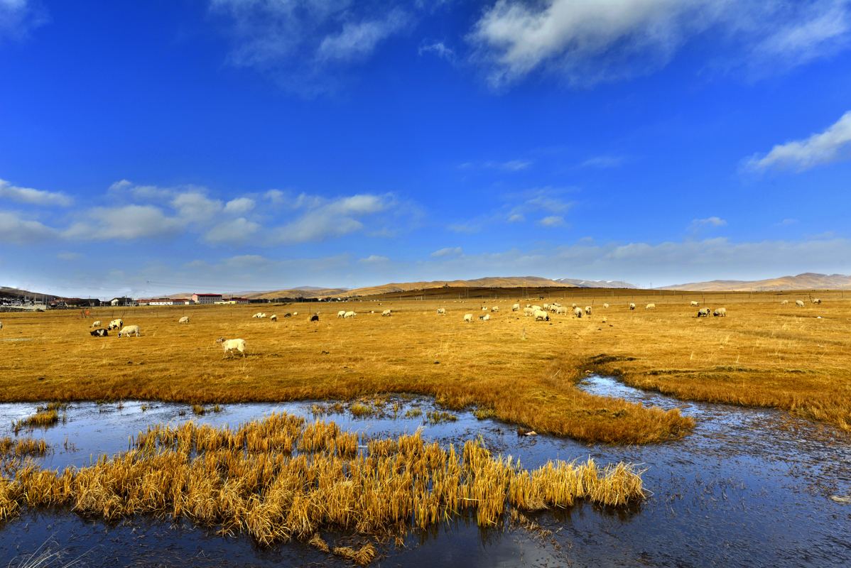 湿地生态系统——中国的湿地生态系统